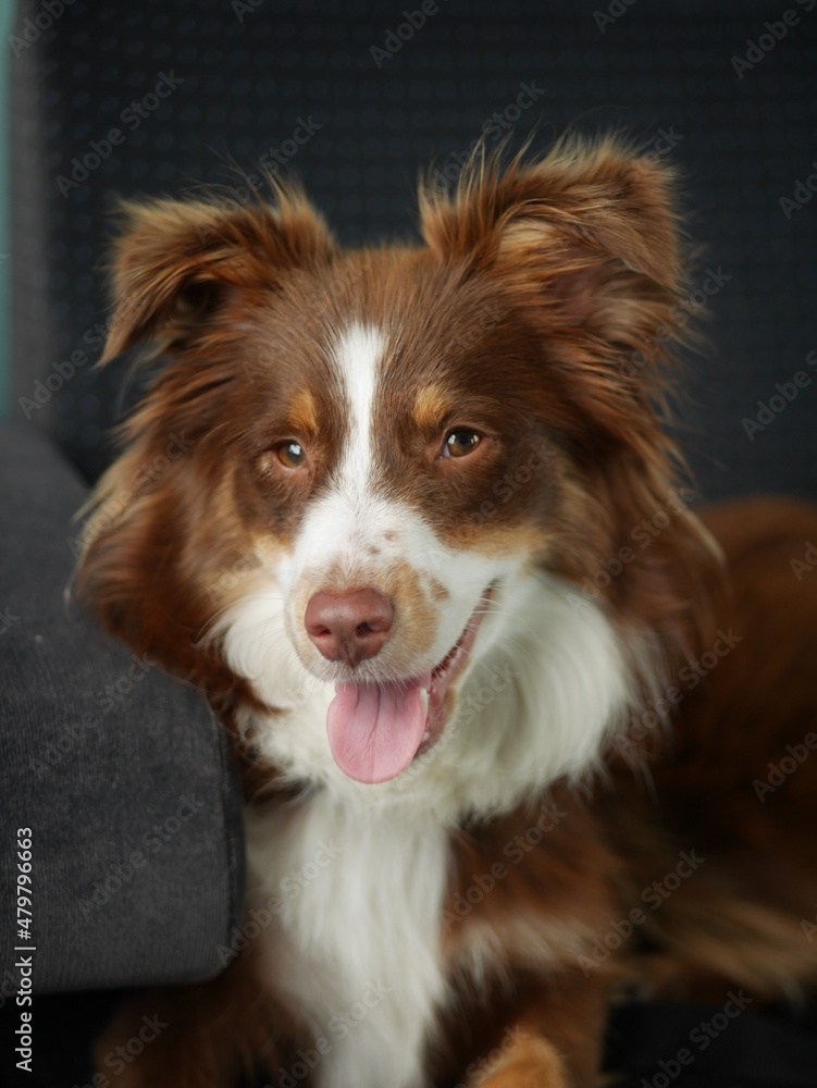 Ein Mini Aussie im Zug Ein Mini Aussie im Zug