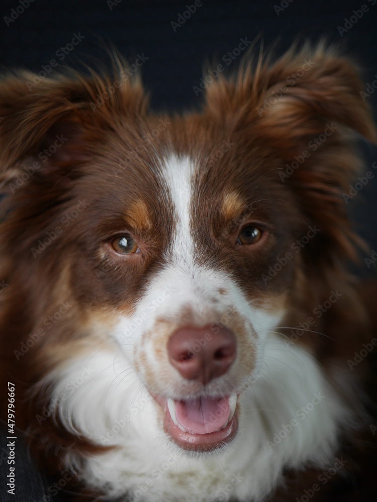 Ein Mini Aussie im Zug Ein Mini Aussie im Zug