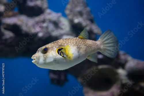 spotted puffer fish in an aquarium underwater, blurred background