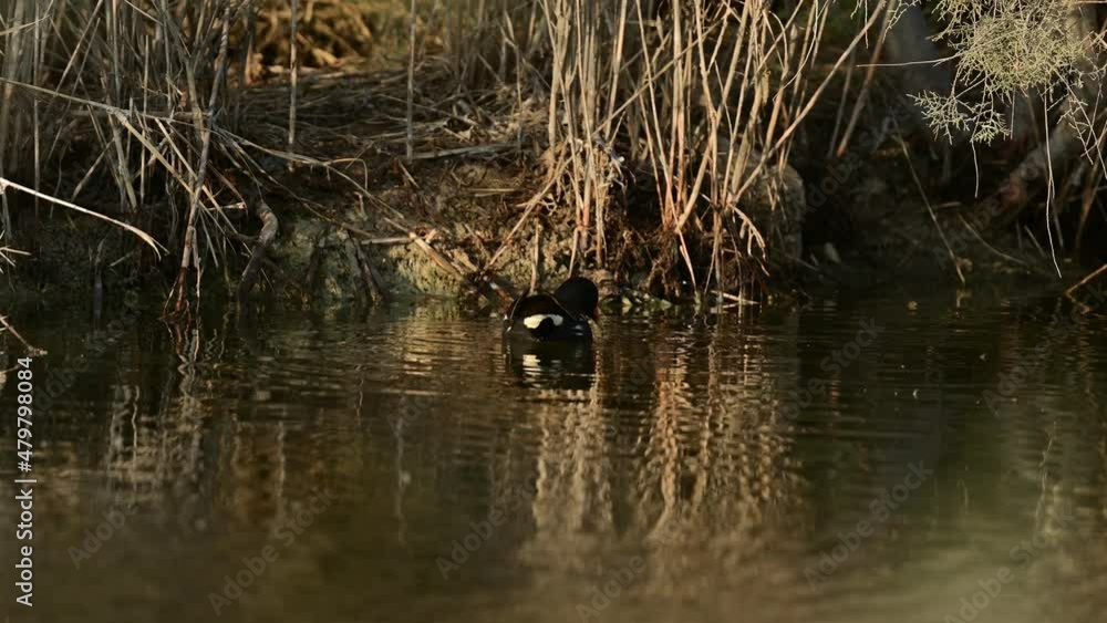 Moorhen wandering around the wild bushes at the lake in early morning Moorhen wandering around the wild bushes at the lake in early morning