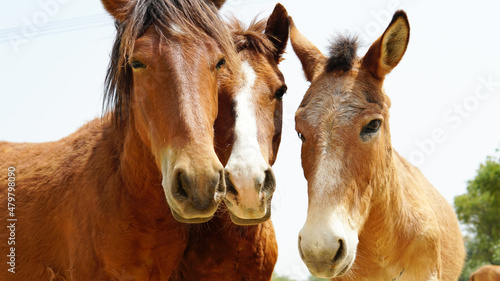 rescued pony and mule