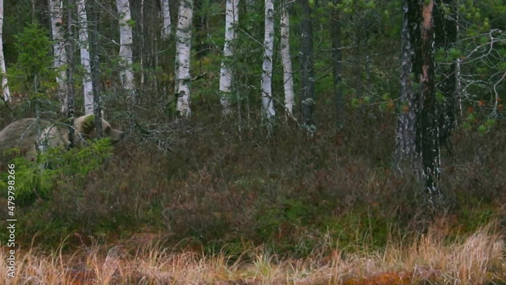 Brown Bear With Blonde Fur Walking Through Woods To Hunt Food. - wide shot Brown Bear With Blonde Fur Walking Through Woods To Hunt Food. - wide shot