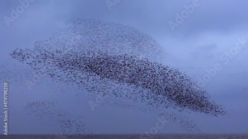 Murmuration Of Knot Shape Like A Big Bird In Snettisham, Norfolk, England. - tracking photo