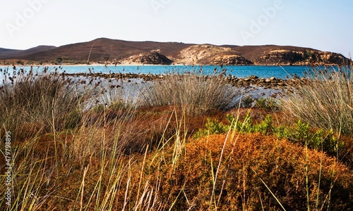 Many clump of typical mediterranean vegetation on edge of sea  hill. Limnos  Greece.