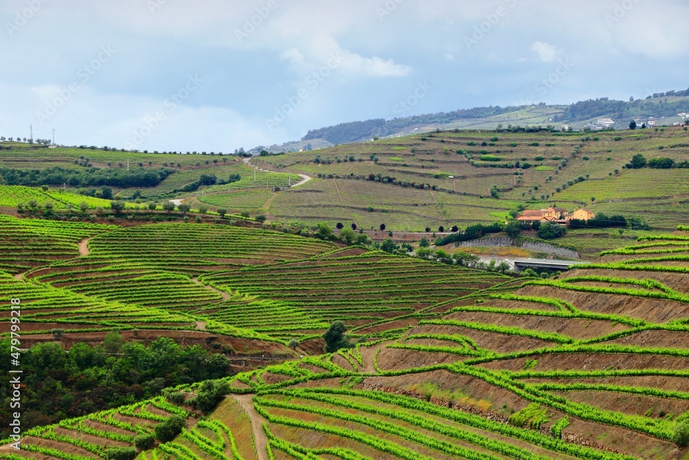 Vineyard landscape in Douro, Portugal