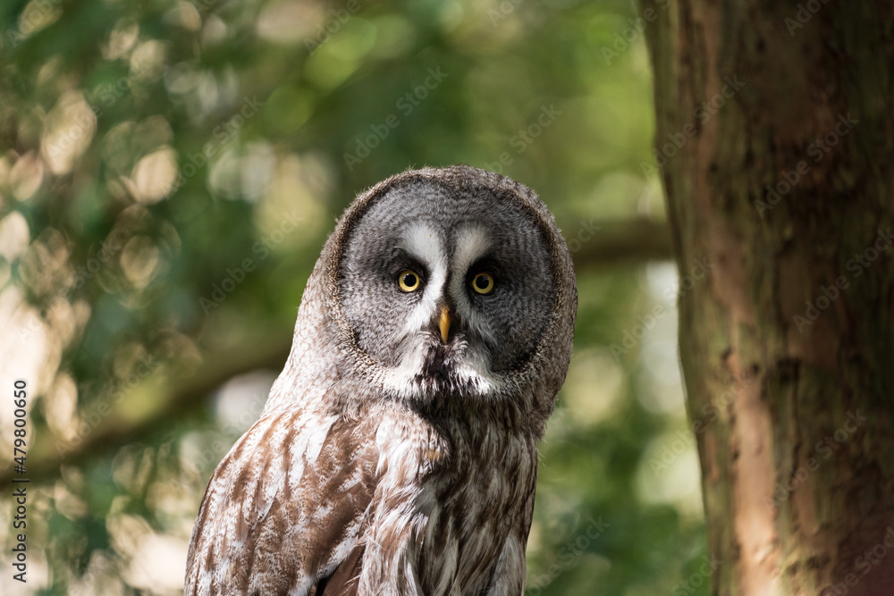 Obraz premium great owl looking at you