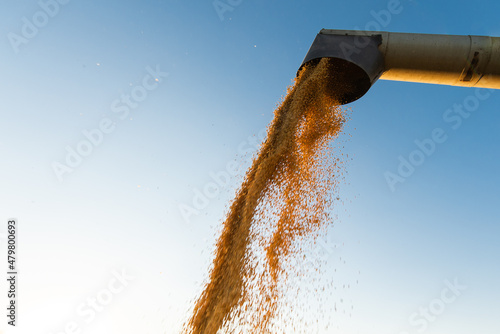 Combine transferring soybeans after harvest