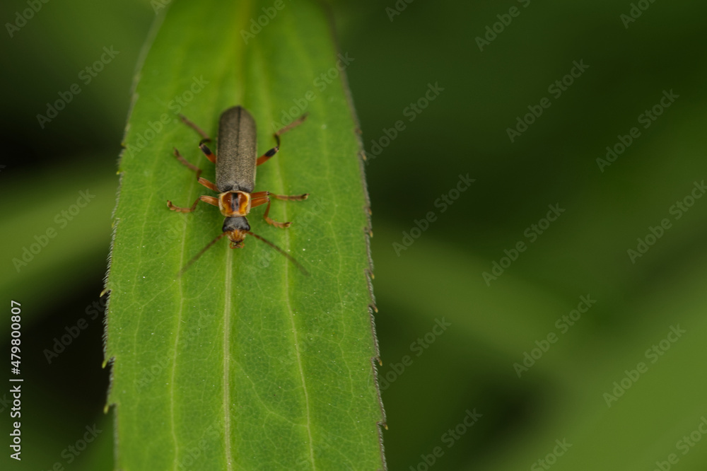 Graugelber Weichkäfer (Cantharis nigricans) Graugelber Weichkäfer (Cantharis nigricans)