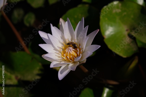 Lotus flower in the pond