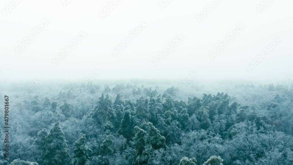 Smooth flyover above vast winter forest, pine tree tops covered in ice. Sunless foggy winter day Smooth flyover above vast winter forest, pine tree tops covered in ice. Sunless foggy winter day