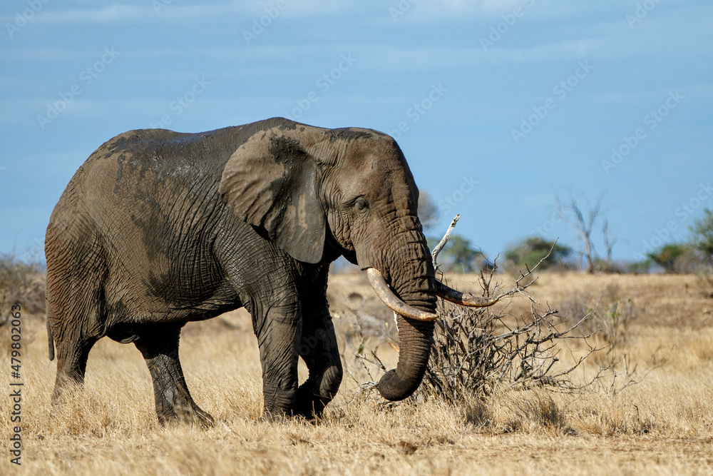 Obraz premium African elephant walking around searching for food and water in Kruger National Park in South Africa