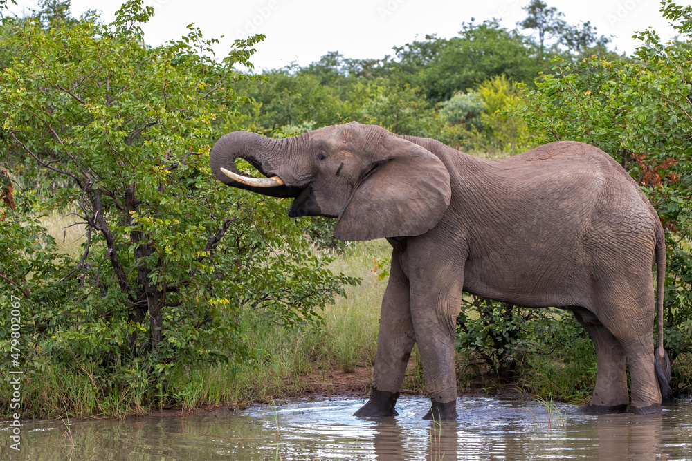 Fototapeta premium African elephant walking around searching for food and water in Kruger National Park in South Africa