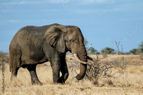 African elephant walking around searching for food and water in Kruger National Park in South Africa
