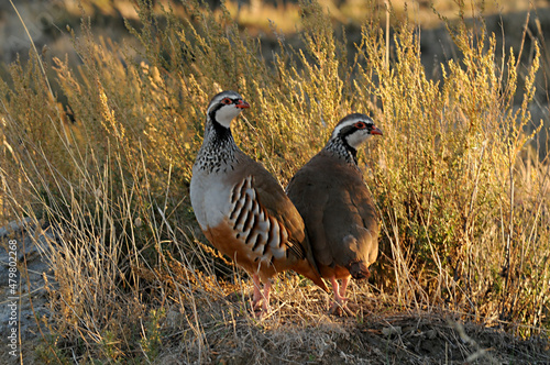 The red-legged partridge is a species of galliform bird in the Phasianidae family photo