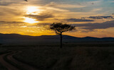 The silhouette of a large tree with a crown of leaves stands in the savannah against the sky at sunset