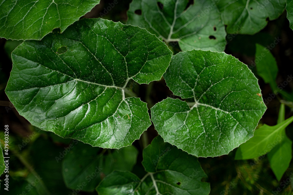 Close up shot of green leaves Close up shot of green leaves