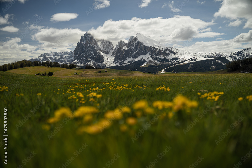 Yellow flowers and dolomites