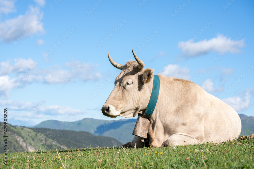 white cow grazing in the green meadows of the Pyrenees Mountains in Spain. white cow grazing in the green meadows of the Pyrenees Mountains in Spain.