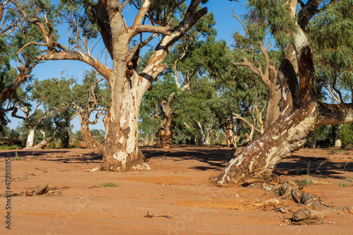 Sturdy river gum trunks coming out of a dry sandy river bed in the outback photo