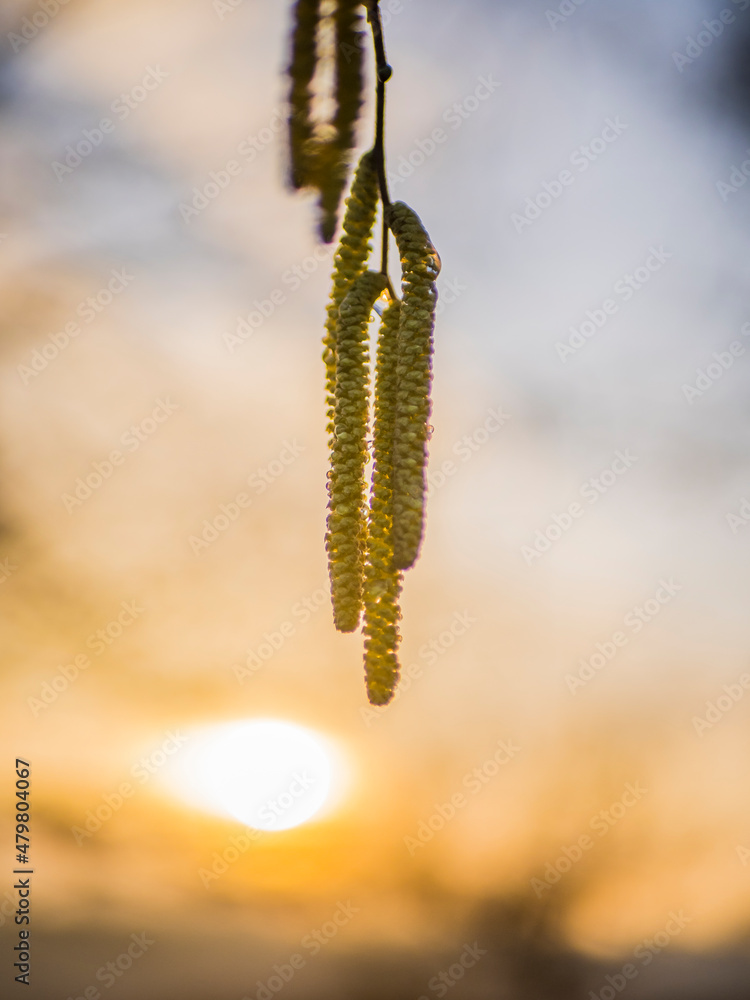 Gräser und Sonne Gräser und Sonne
