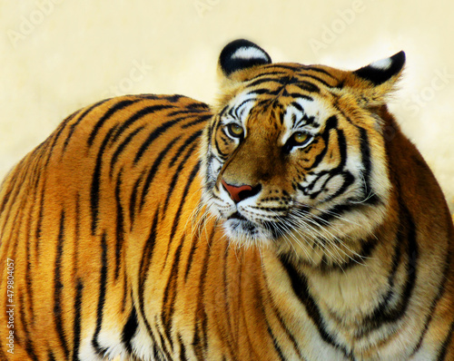 Bengal tiger isolated on white background  Hunter concept  Portrait of the tiger.