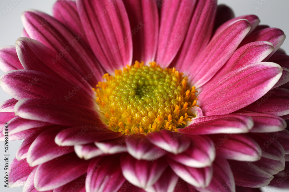 Beautiful blooming chrysanthemum flower on grey background, closeup