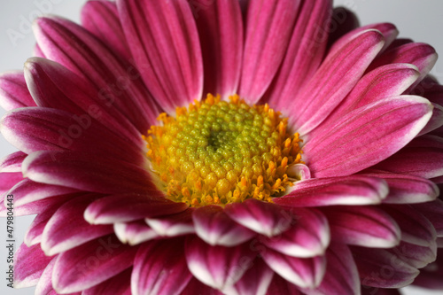 Beautiful blooming chrysanthemum flower on grey background  closeup