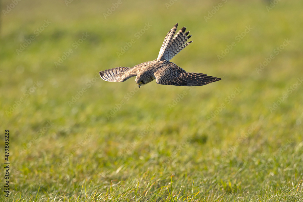 A common kestrel (Falco tinnunculus) in flight. A common kestrel (Falco tinnunculus) in flight.