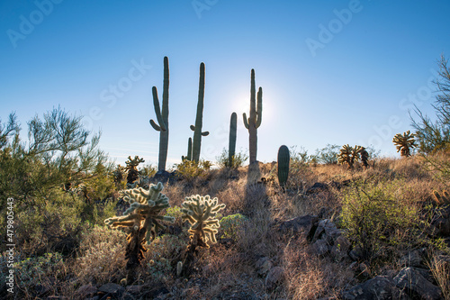 landscape with cacti