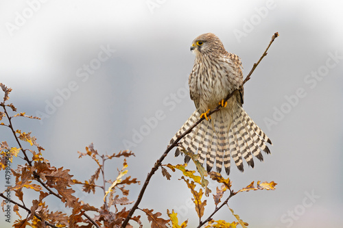 Foto A common kestrel (Falco tinnunculus) perched on a branch of a tree
