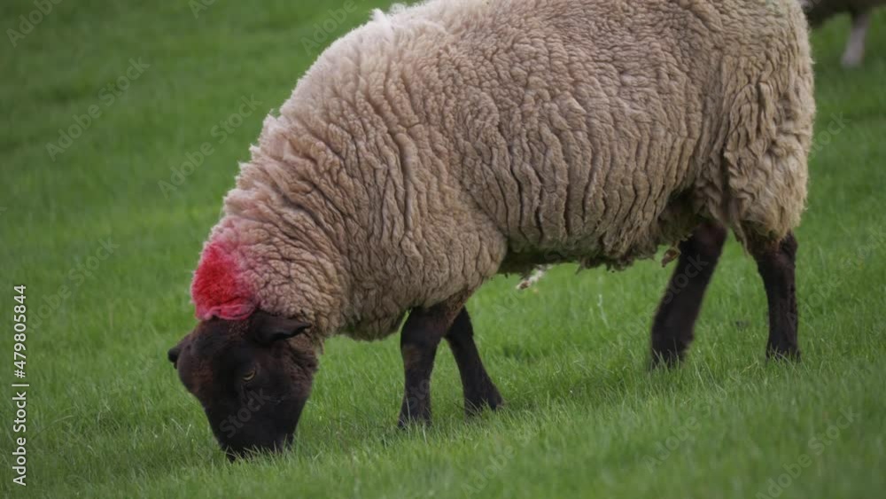 Sheep grazing on grass in farmers field wide slow motion shot selective focus Sheep grazing on grass in farmers field wide slow motion shot selective focus