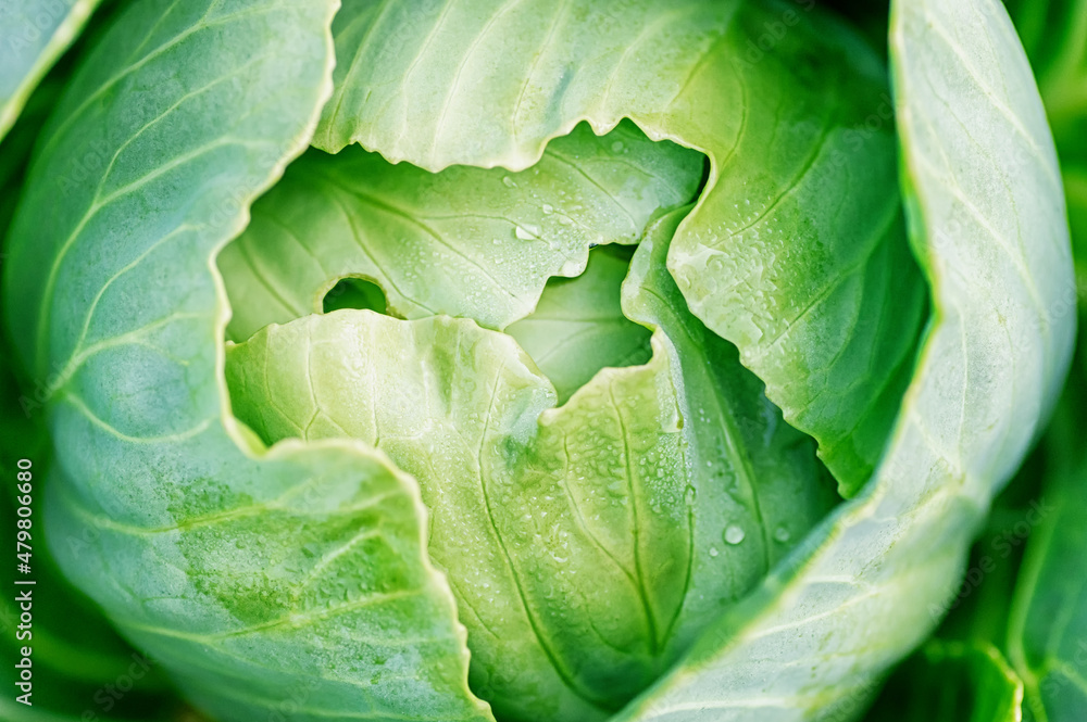 Fototapeta premium A ripe cabbage head in close-up. Dewdrops on cabbage leaves. Selective focus.