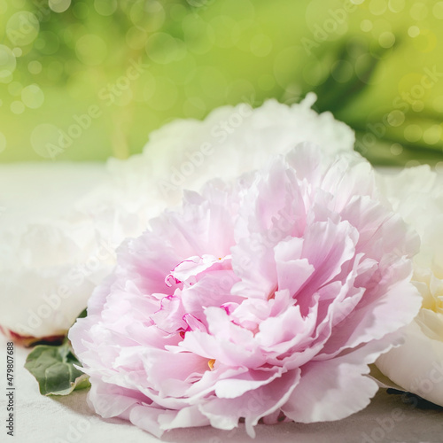 Pink and white peonies flowers with leaves