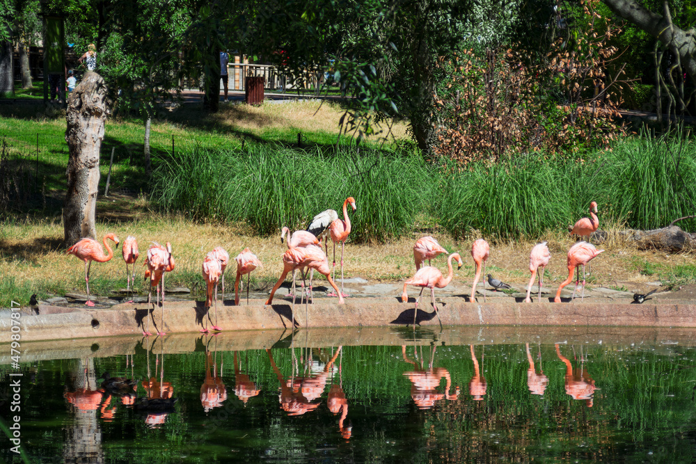 Naklejka premium Flamingos drinking in a pond with their reflection
