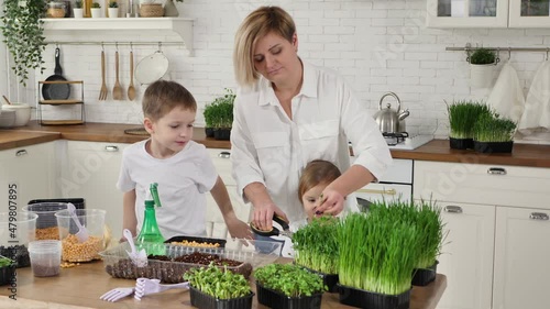 Mother with her daughter and son grow microgreen at home, cut peas with scissors and eat. photo