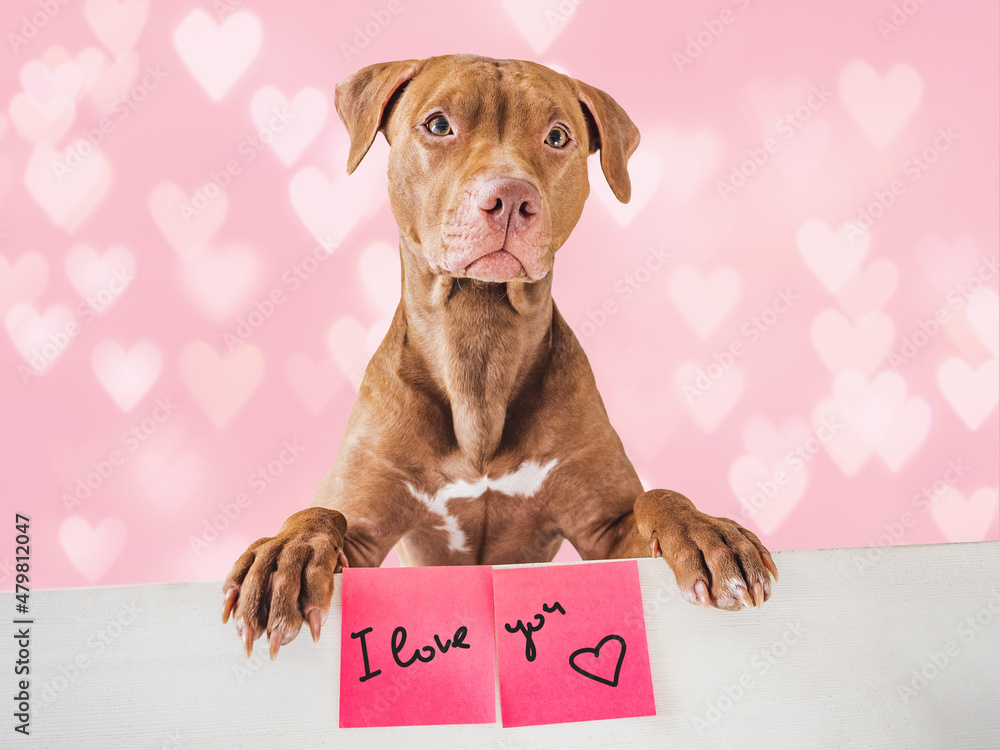 Lovable, pretty puppy of brown color, greeting card with handwritten notes and drawings. Closeup, indoor. Studio foto. Congratulations for family, loved ones, friends and colleagues. Pet care concept