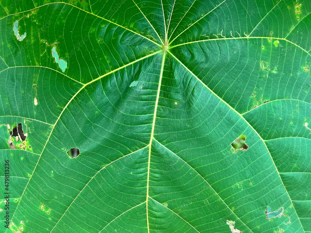 Obraz premium green leaf texture