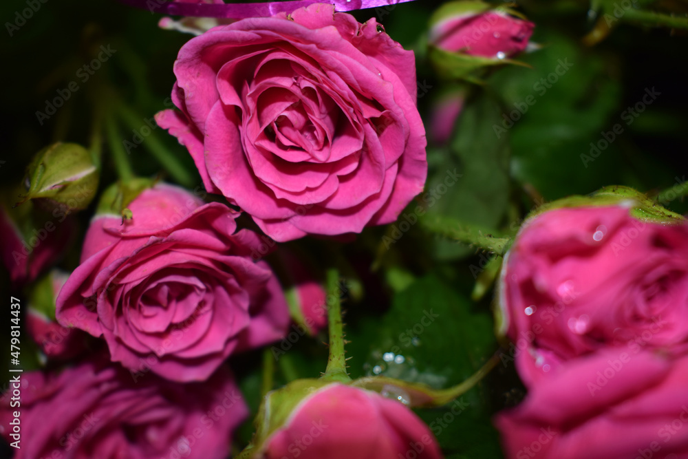 Bouquet of scarlet roses on a gray background, beautiful flowers with water drops Bouquet of scarlet roses on a gray background, beautiful flowers with water drops