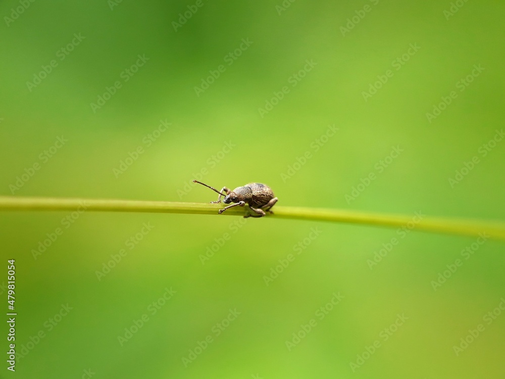 Fototapeta premium fly on leaf
