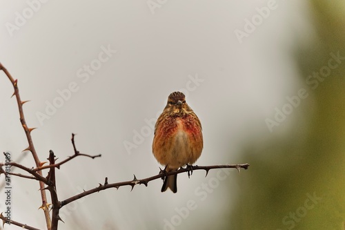 The common linnet is a species of passerine bird in the Fringillidae family. photo