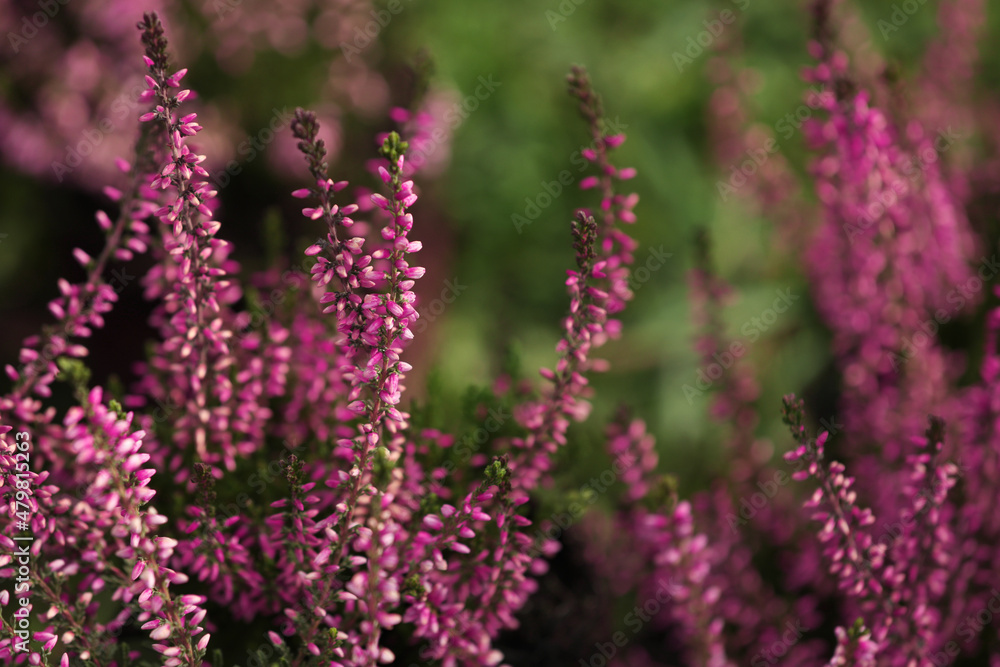Heather shrub with beautiful flowers outdoors, closeup Heather shrub with beautiful flowers outdoors, closeup