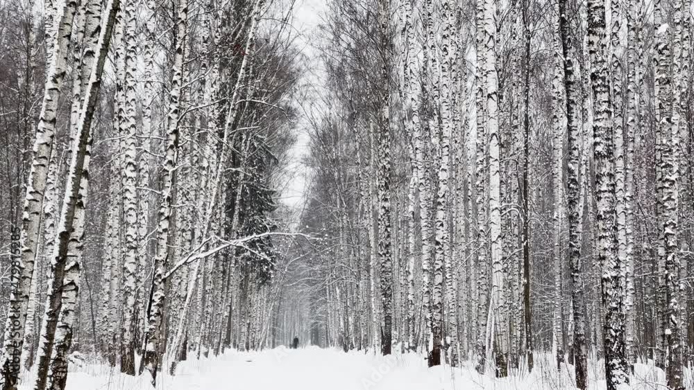 Heavy snowfall in a wild park, large flakes of snow are slowly falling, people are walking in the distance, snow lies on the still unmatched leaves of trees, snow storm, blizzard Heavy snowfall in a wild park, large flakes of snow are slowly falling, people are walking in the distance, snow lies on the still unmatched leaves of trees, snow storm, blizzard