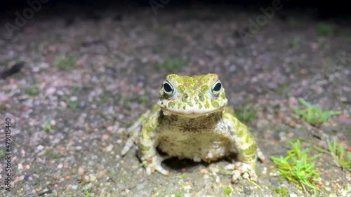 Little Runner toad or Epidalea calamita in its natural habitat, it remains immobile with its characteristic colors, during the night, 4k