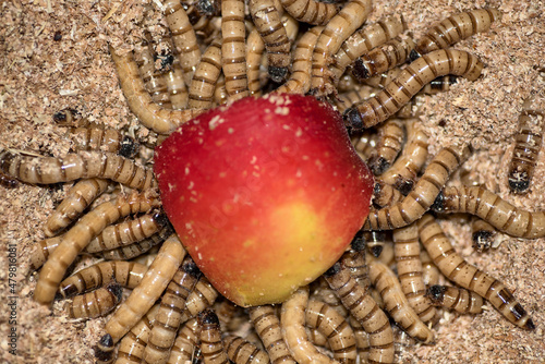 Zofobas larvae worms eat a red apple photo