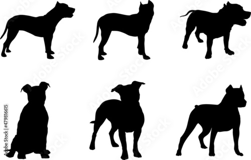 Obraz na plátne American Pit Bull Terrier Dog Vector Pack