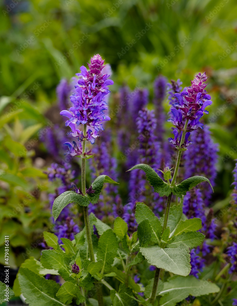 Naklejka premium Salvia nemorosa, caradonna, has striking purple spikes that are beautiful when backlit by the sun. 