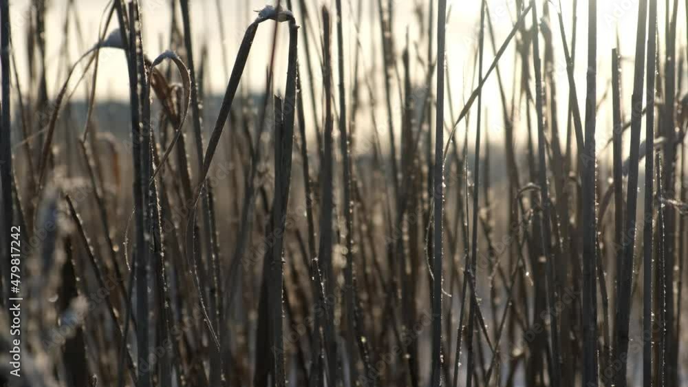 Winter in Russian cities, fields and forests, January cold. Field, grass, land. Winter in Russian cities, fields and forests, January cold. Field, grass, land.
