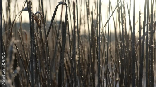 Winter in Russian cities, fields and forests, January cold. Field, grass, land.
