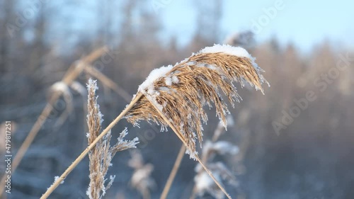 Winter in Russian cities, fields and forests, January cold. Field, grass, land.