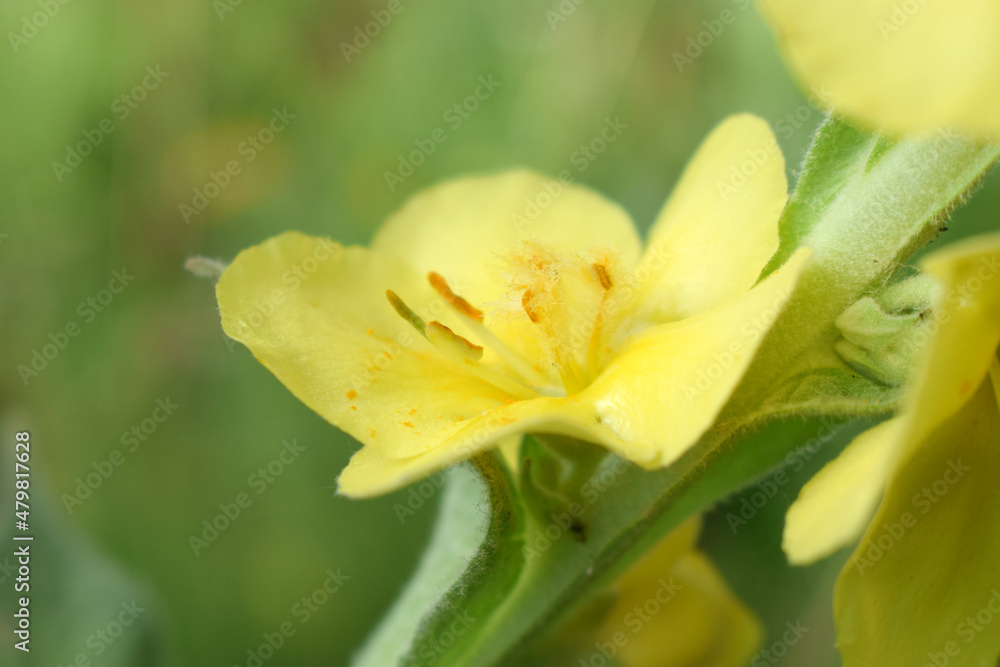 Verbascum thapsus or Bear's ear - a plant in the form of a candle with large yellow flowers Verbascum thapsus or Bear's ear - a plant in the form of a candle with large yellow flowers